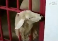 گوسفند باهوش!