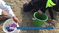 برداشت زعفران در تربت حیدیریه