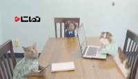 وقتی گربه ها کارمند می شوند
