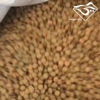 فروش عدس کانادایی ساسکن