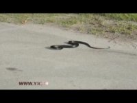 ماری که وسط خیابان تشنج کرد!