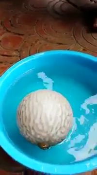 ماهی بادکنکی...خیلی جالبه...