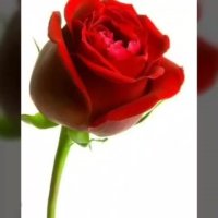 کلیپ زیبا به مناسبت فرا رسیدن عید نوروز