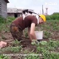 کلیپ خنده دار گربه ارباب