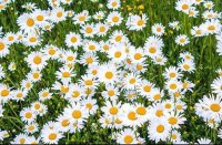 خواص و مضرات دمنوش بابونه