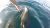 دست دادن با دلفین