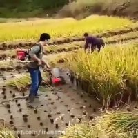 ابتکاری جالب در برداشت برنج