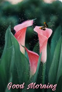 کلیپ سلام صبح بخیر