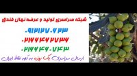 قیمت خرید نهال فندق 09124482642