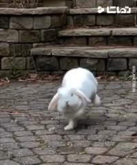 پرش بامزه خرگوش