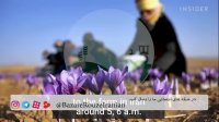 چرا زعفران گران است؟