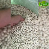 قیمت روز لوبیا سفید