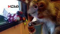 میمون بامزه روزش رو با چایی شروع می کنه