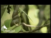 مستند اسب های وحشی | قسمت سوم