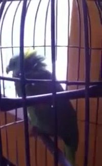 تقلید صدای کودک توسط طوطی!