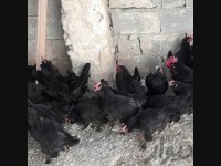 فروش تخم نطفه دار تمام پرندگان و طیور زینتی