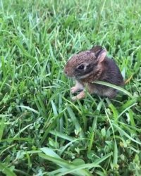 بزرگ کردن بچه خرگوش تنها