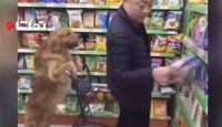 سگ مسئولیت پذیر به فروشگاه می رود