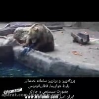 ویدیوی که گلچینی از صحنه‌های زیبای نجات حیوانات توسط حیوان دیگری از مرگ است