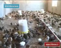 پرنده ای کوچک با خواصی بزرگ