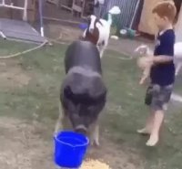 عجب سوار کاری