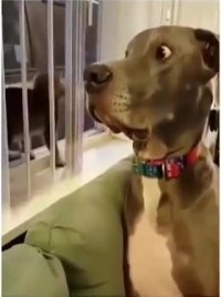 سگی که از بچه گربه هم می ترسد