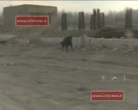 طرح ساماندهی سگ‌های ولگرد