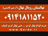 خرید نهال گردو خوشه ای اصلاح شده پا کوتاه 09141811520