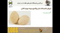 تخم نطفه دار بوقلمون برای جوجه کشی