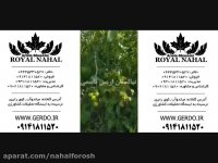 نهال گردو پیوندی،نهال گردو ترکیه،نهال گردو اسرائیلی 09141811520