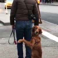 ببینین چجوری صاحبش رو بغل کرده