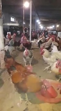 فروش مرغ تخمگذار بومی محلی