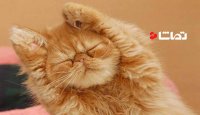 کلیپ بامزه گربه ها
