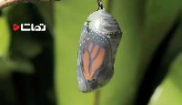 تایم لپس زیبا از خروج پروانه مونارک از پیله