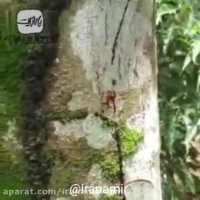 حتما این درخت خون آلود و عجیب را ببینید !