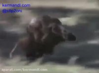 سواركاری میمون