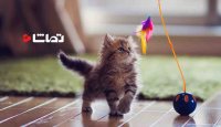 وسیله بازی برای گربه ها