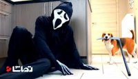 سرکار گذاشتن سگ ها با شخصیت فیلم جیغ