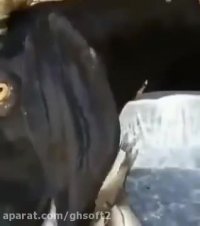 بز ماهی خوار دیده بودین؟