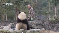 پرستاری از پانداهای بامزه