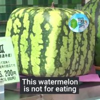 هندوانه مکعبی در ژاپن