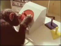 میمونها و معمای عملی