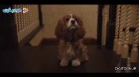 بانو و سگ ولگرد - دوبله فارسی - Lady And The Tramp 2019