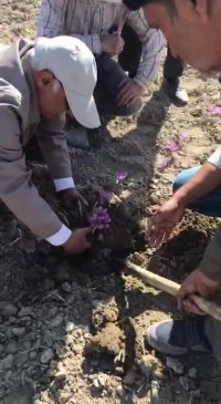 برداشت زعفران