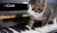 گربه پیانیست