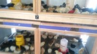 CONTOH KANDANG IDEAL UNTUK ANAK AYAM KAMPUNG