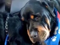 حیوان وفادار در سوگ مرگ برادرش