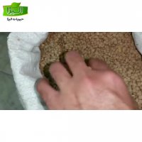 قیمت عدس درشت روس