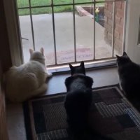 تفاوت سگ و گربه