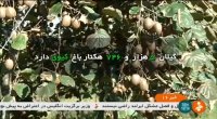 برداشت و بسته بندی کیوی شهرستان تالش ایران